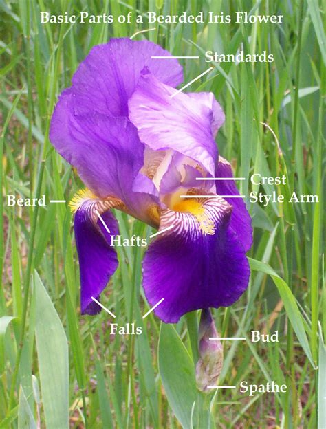 The Basics on Iris .